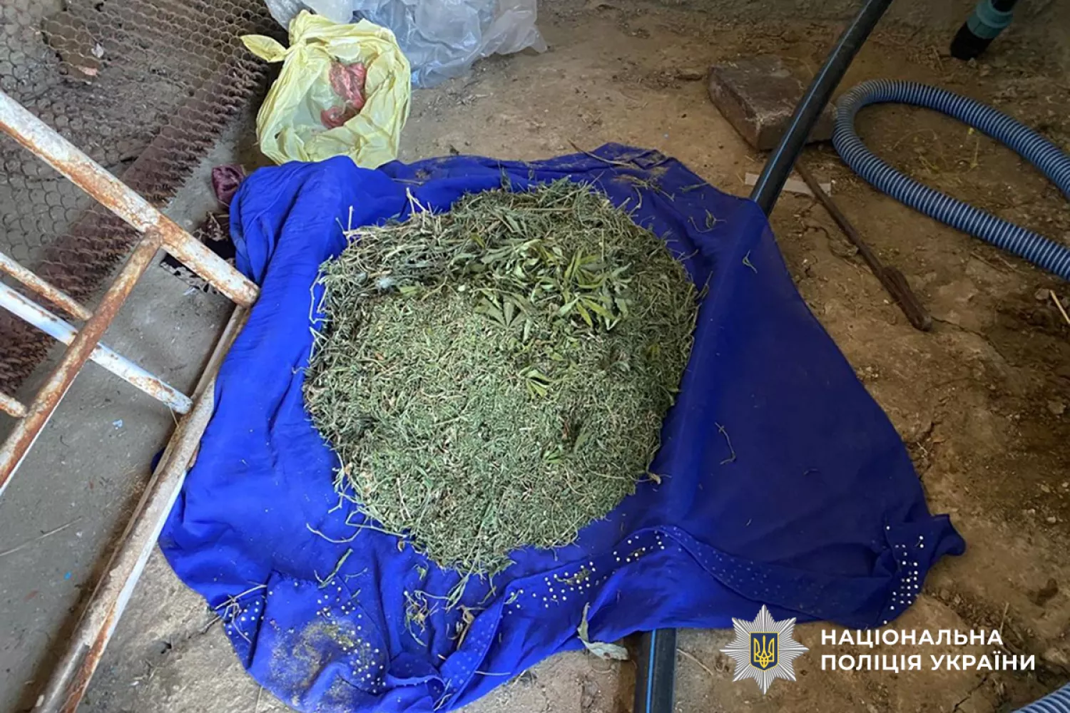На Миколаївщини чоловіка затримали за вирощування коноплі та зберігання канабісу. Фото: Нацполіція
