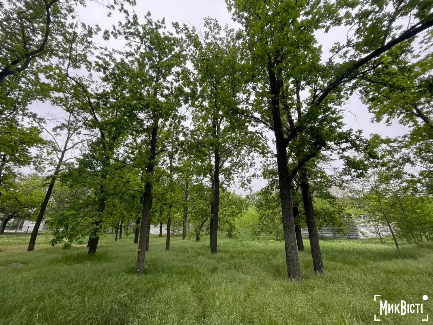 Дубовий гай на перетині проспекта Богоявленського та провулку Кобера, де хочуть будувати заправку, фото НикВести