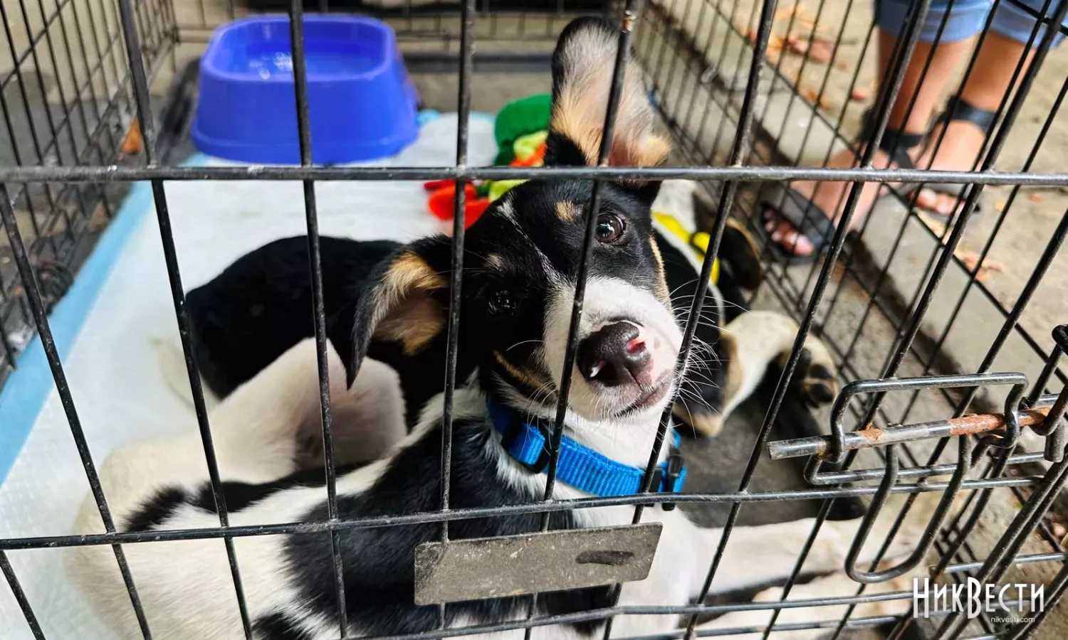 Комунальне підприємство «Центр захисту тварин» планує відремонтувати пункт стерилізації тварин і закупити нове обладнанняФото: архів «НикВести»
