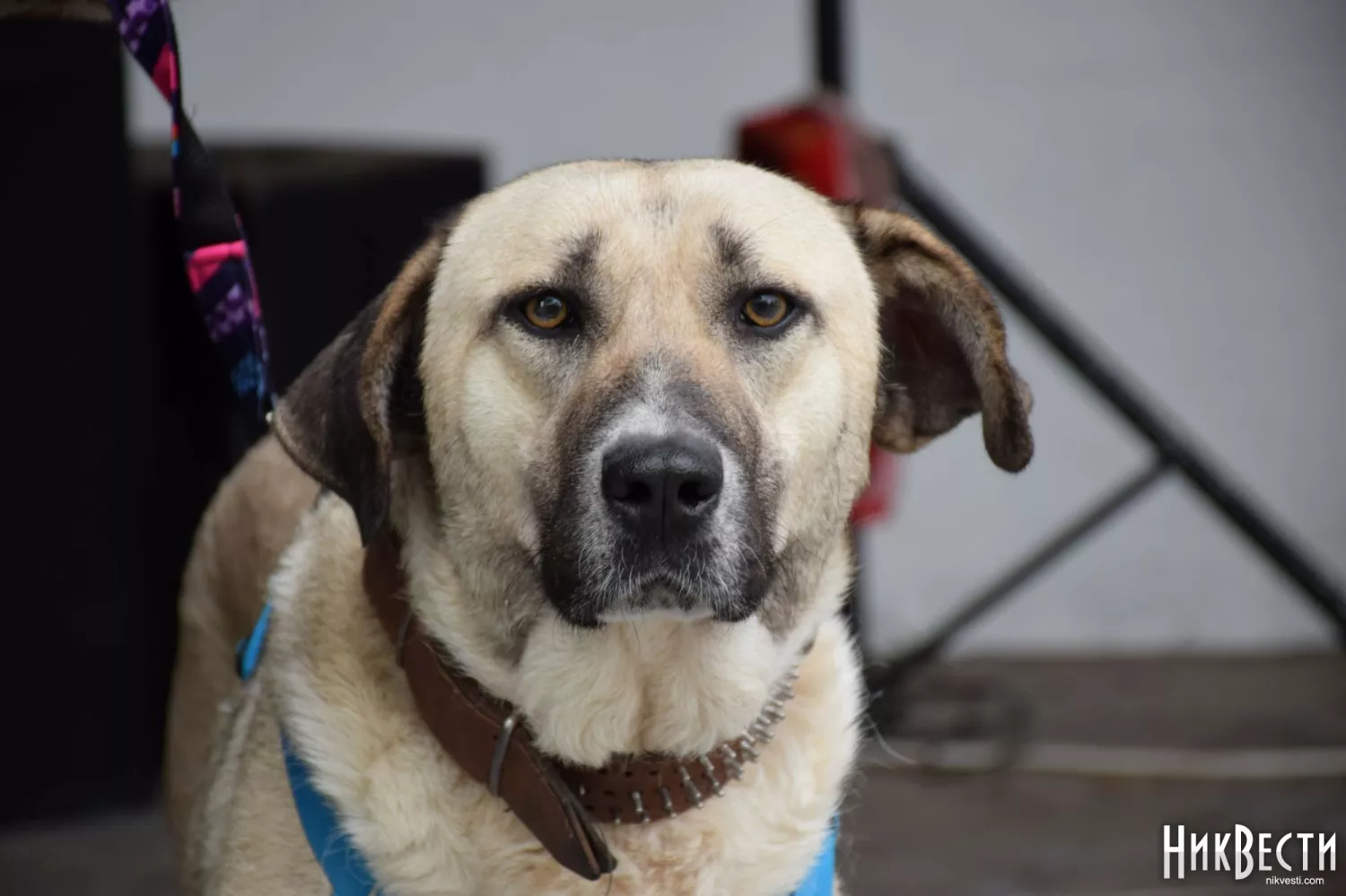 У Миколаєві поменшало безпритульних тварин. Фото: архів «НикВести»