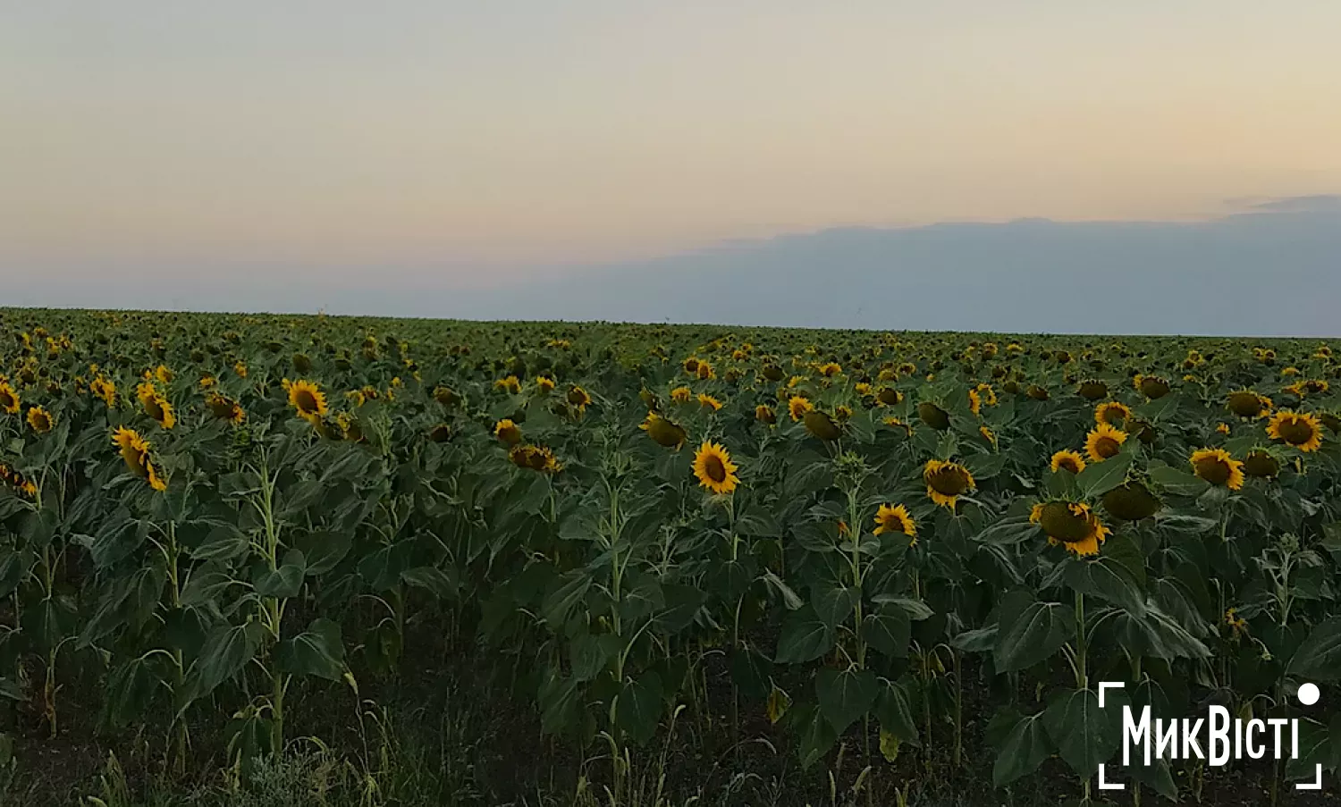 Посіви соняшнику в Миколаївській області. Фото: «МикВісті»