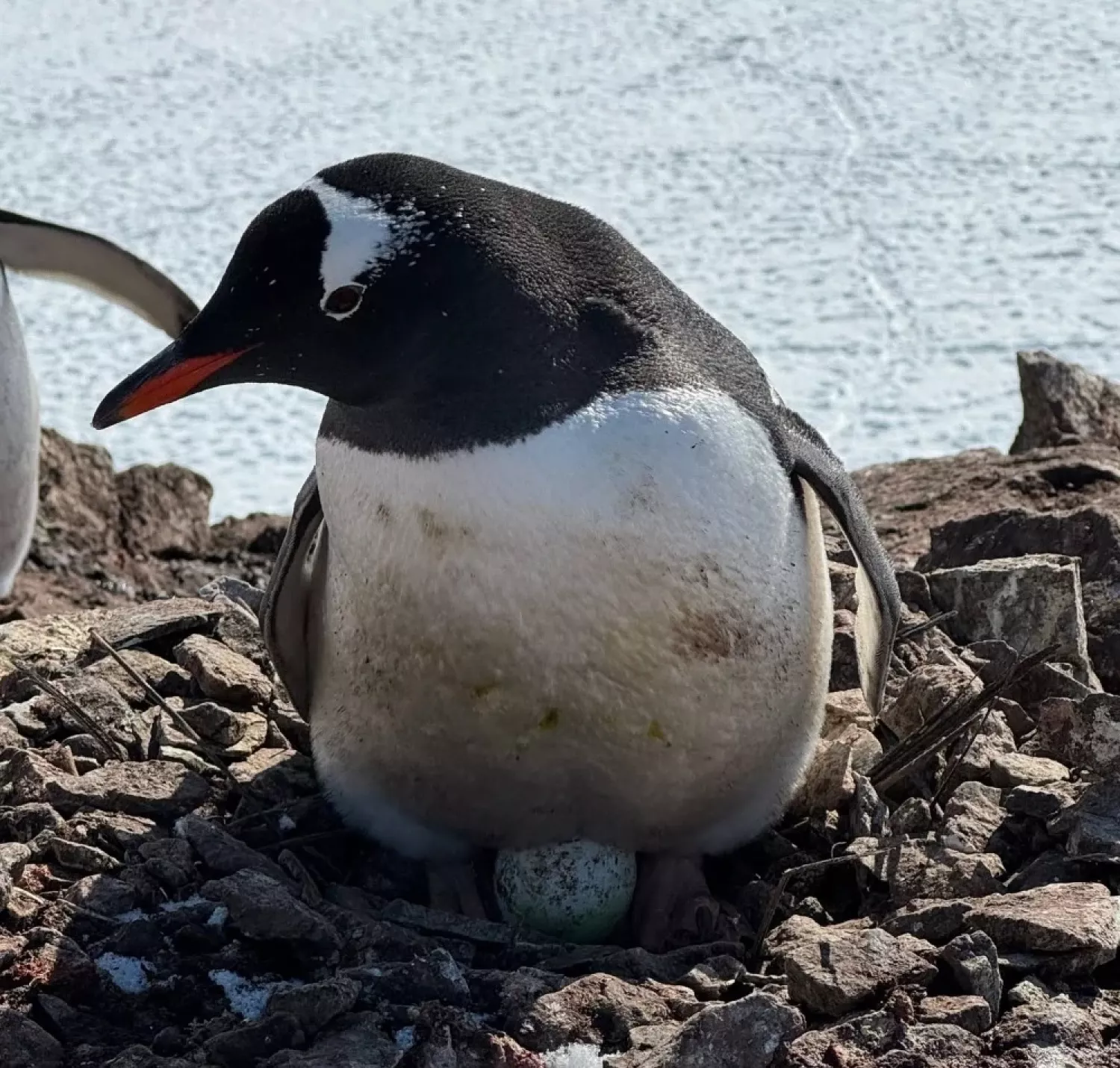 Українські полярники показали, як пінгвіни висиджують яйця. Фото: Зоя Швидка
