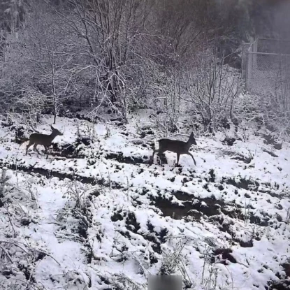 Засніжені пейзажі на Львівщині. Листопад, 2025 року. Фото: Держприкордонслужба