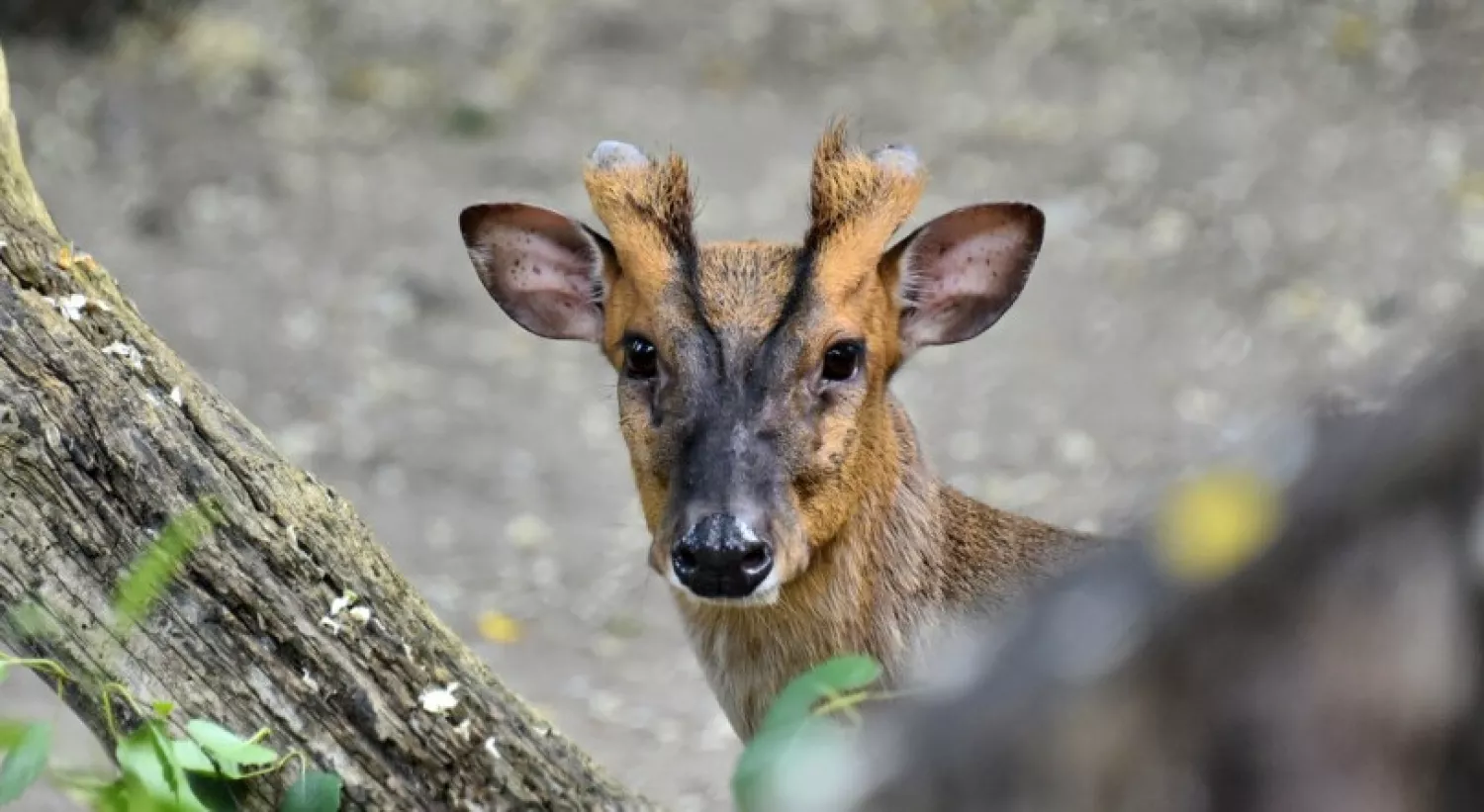Оленя Мо, яке постраждало від обстрілів 14 листопада. Фото: Київський зоологічний парк загальнодержавного значення, Facebook
