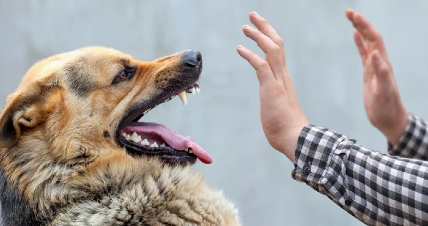 У Баштанському районі зафіксували вже 16 випадків сказу станом на 19 листопада. Фото з відкритих джерел