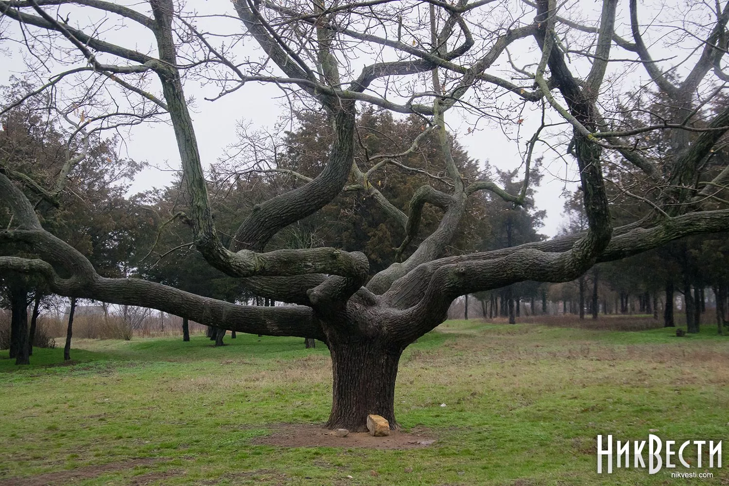 «Дуб горизонтальний» в парку 