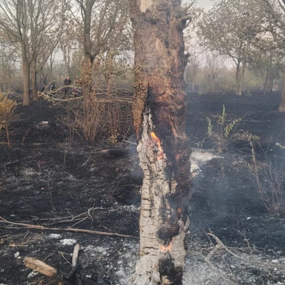 Наслідки пожежі в парку «Дружба» у Миколаєві, 10 липня 2025 року. Фото: КП «Миколаївські Парки»