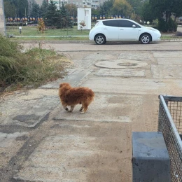 Безпритульні собаки у Південноукраїнську. Фото: міська рада