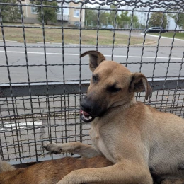Безпритульні собаки у Південноукраїнську. Фото: міська рада
