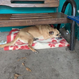 Безпритульні собаки у Південноукраїнську. Фото: міська рада