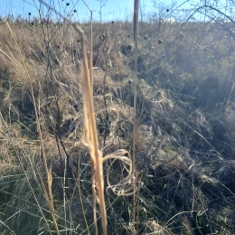 На Миколаївщині знайшли ділянку кам’яного степу з червонокнижними рослинами. Фото: КЕКЦ