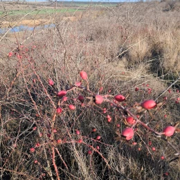 На Миколаївщині знайшли ділянку кам’яного степу з червонокнижними рослинами. Фото: КЕКЦ