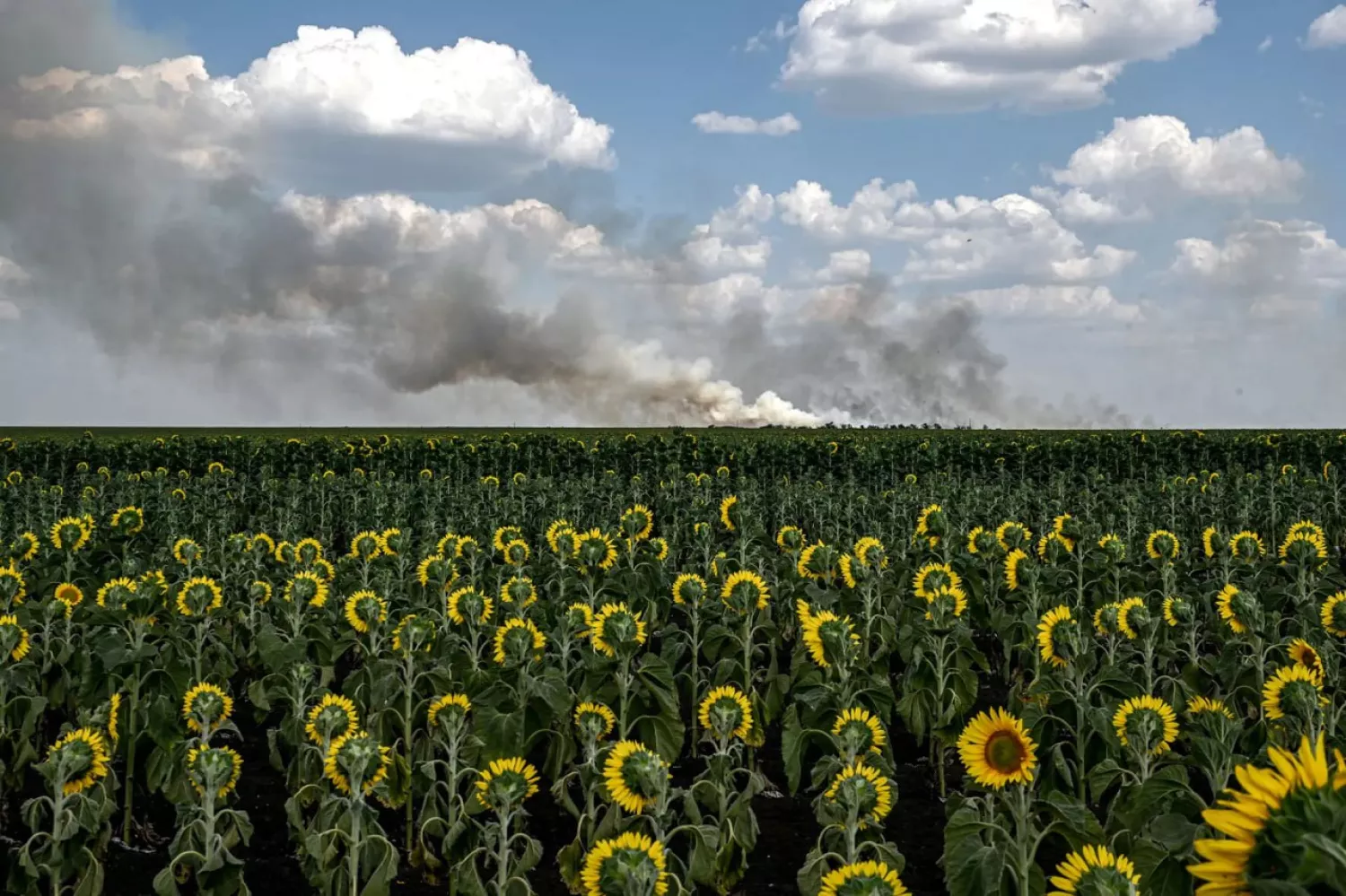 Дим від російського обстрілу над полем соняшників на Запоріжжі. Фото: Дмитро Смольєнко / Укрінформ