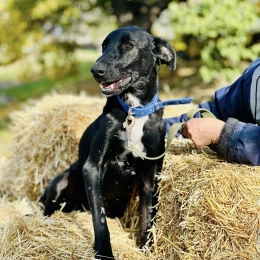Миколаївців запрошують 9 листопада на виставку-прилаштування тварин. Фото: КП