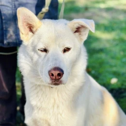 Миколаївців запрошують 9 листопада на виставку-прилаштування тварин. Фото: КП