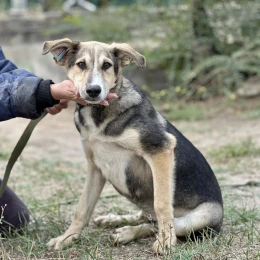 Миколаївців запрошують 9 листопада на виставку-прилаштування тварин. Фото: КП