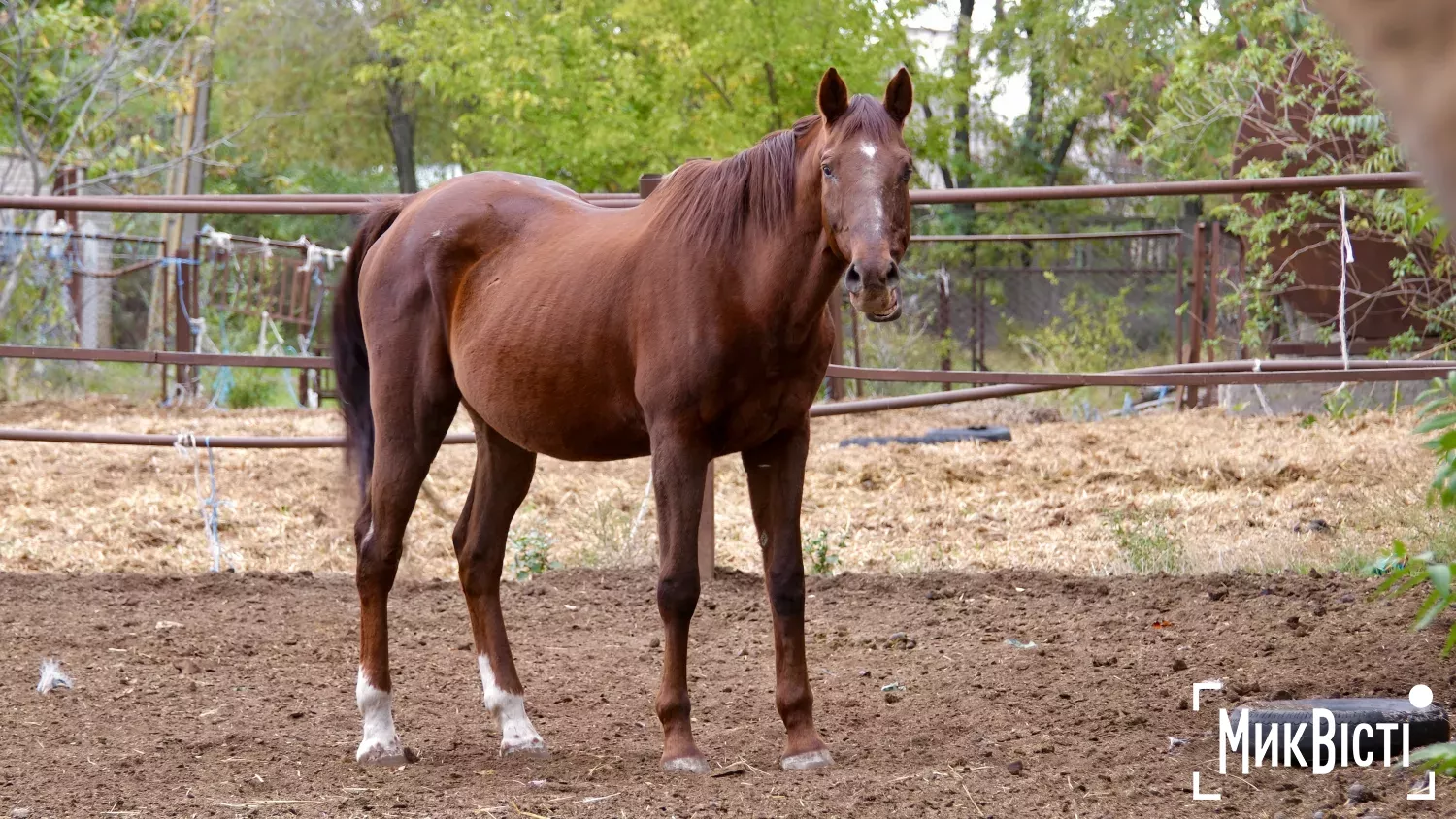 Приватна стайня імені Володимира Сороки у Миколаєві. Фото: «МикВісті»