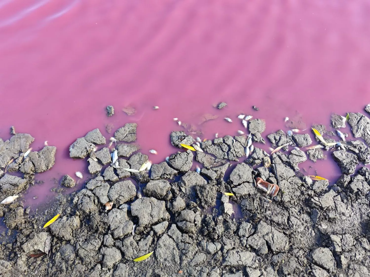 На Одещині масово загинула риба, а водойма стала рожевою. Фото: Держагентство меліорації та рибного господарства України