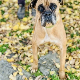 Фото: КП «Центр захисту тварин»