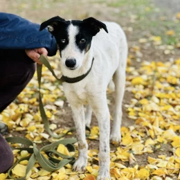 Фото: КП «Центр захисту тварин»