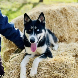 Фото: КП «Центр захисту тварин»