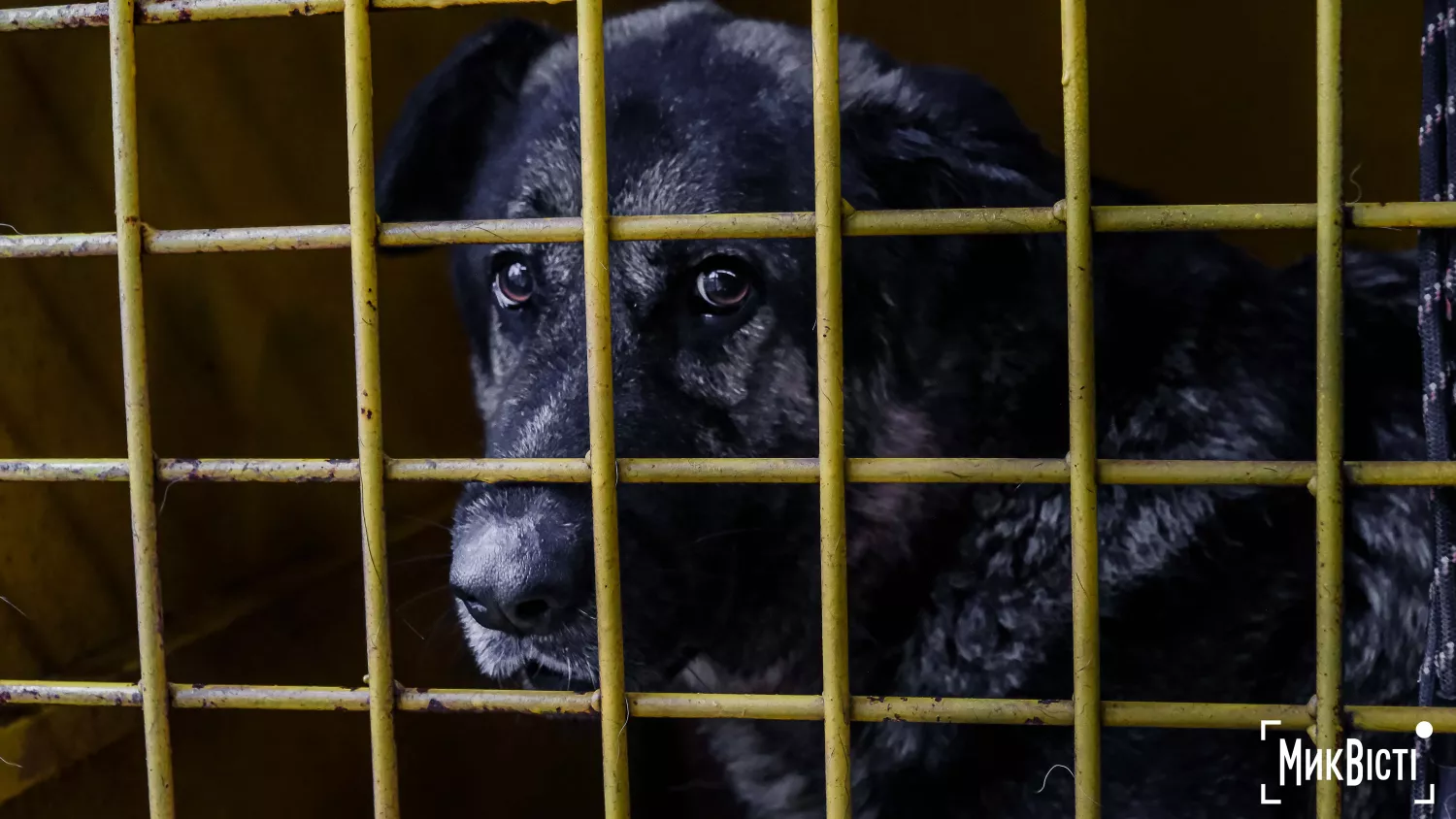 Як живуть тварини у прифронтовому Миколаєві. Фото: «НикВести»