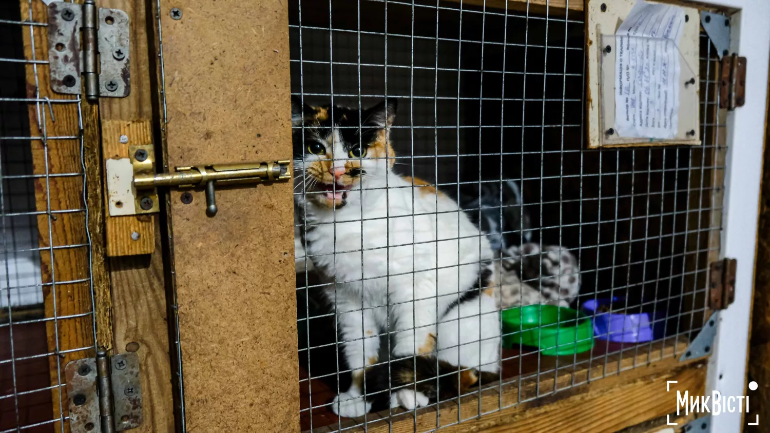 Як живуть тварини у прифронтовому Миколаєві. Фото: «НикВести»