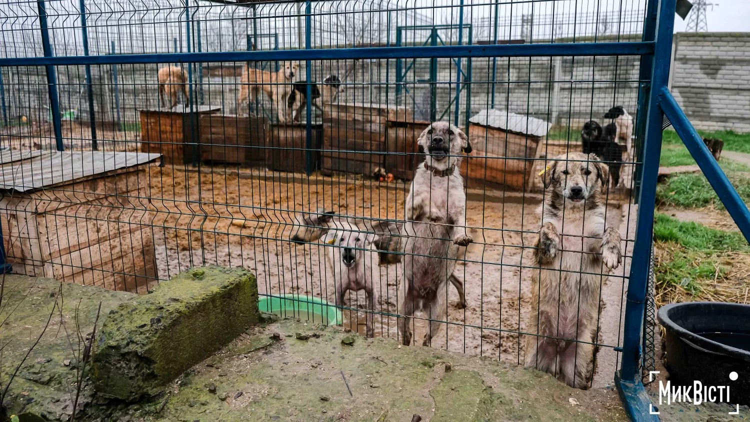 Як живуть тварини у прифронтовому Миколаєві. Фото: «НикВести»