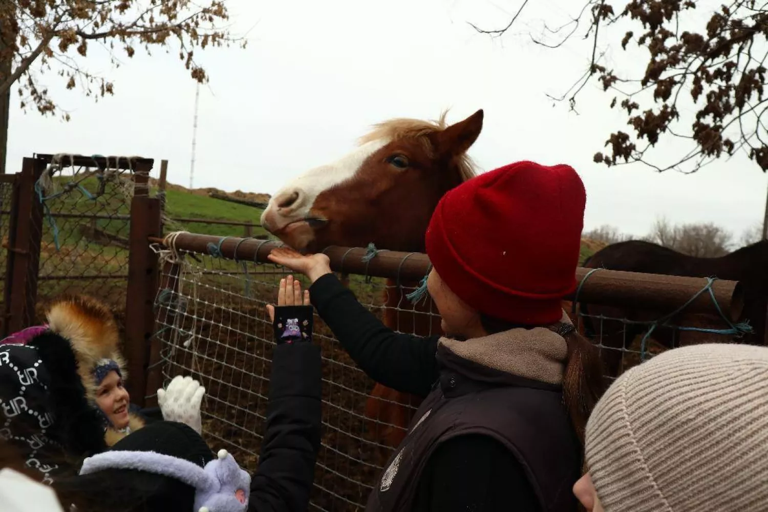Благодійний день для дітей у миколаївській стайні. Фото надала Олександра Янева