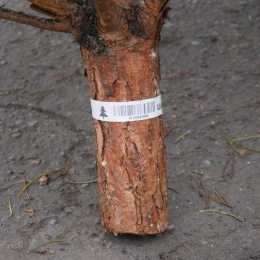 Приклади чіпів та штрих-кодів на ялинках. Фото: МикВісті