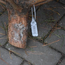 Приклади чіпів та штрих-кодів на ялинках. Фото: МикВісті