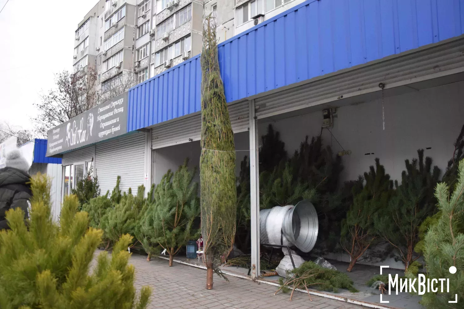 П'ятиметрова ялина. Фото: МикВісті