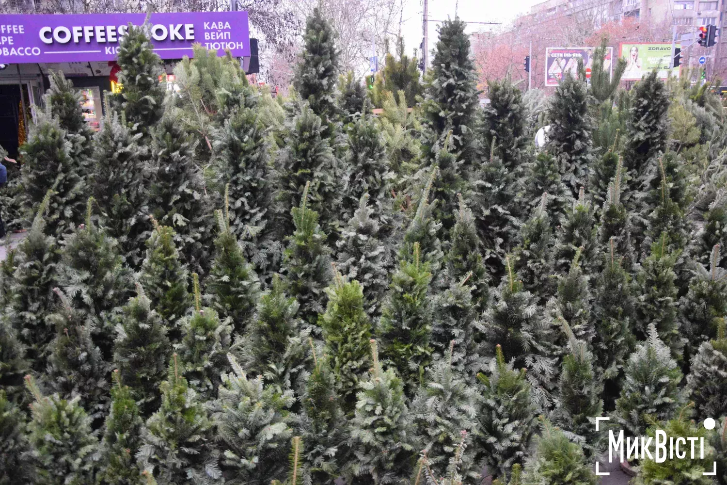 Збірні ялинки. Фото: МикВісті