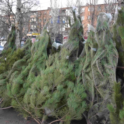 Ялинки на одній із точок продажу у Миколаєві. Фото: МикВісті
