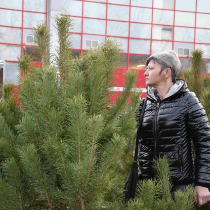 Ялинки на одній із точок продажу у Миколаєві. Фото: МикВісті