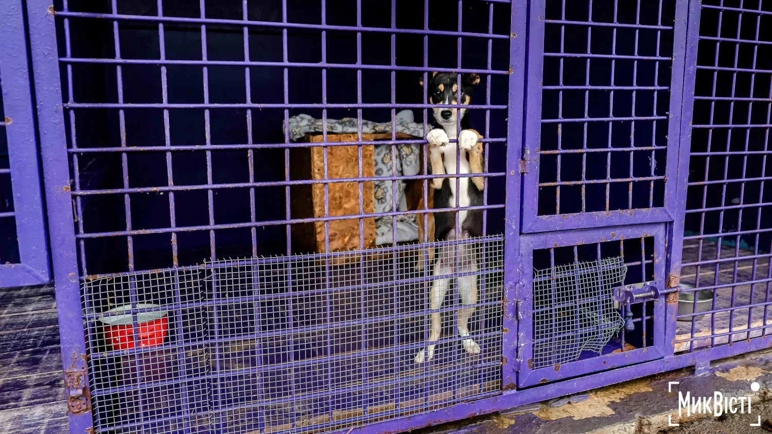 Миколаївський Центр захисту тварин. Фото для ілюстрації НикВести