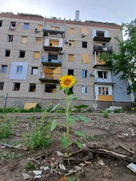 Соняшник, який виріс на місці пошкодження після обстрілу будинку. Фото: МикВісті