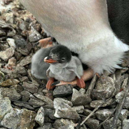 Поблизу станції Академік Вернадський народилося перше пінгвінятко. Фото: Національний антарктичний науковий центр