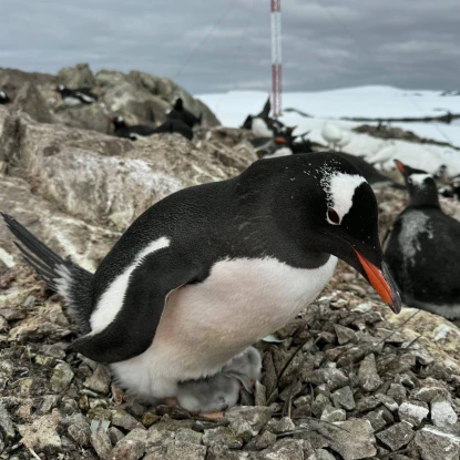 Поблизу станції Академік Вернадський народилося перше пінгвінятко. Фото: Національний антарктичний науковий центр