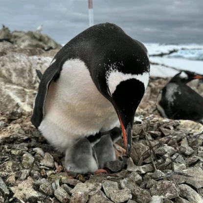 Поблизу станції Академік Вернадський народилося перше пінгвінятко. Фото: Національний антарктичний науковий центр