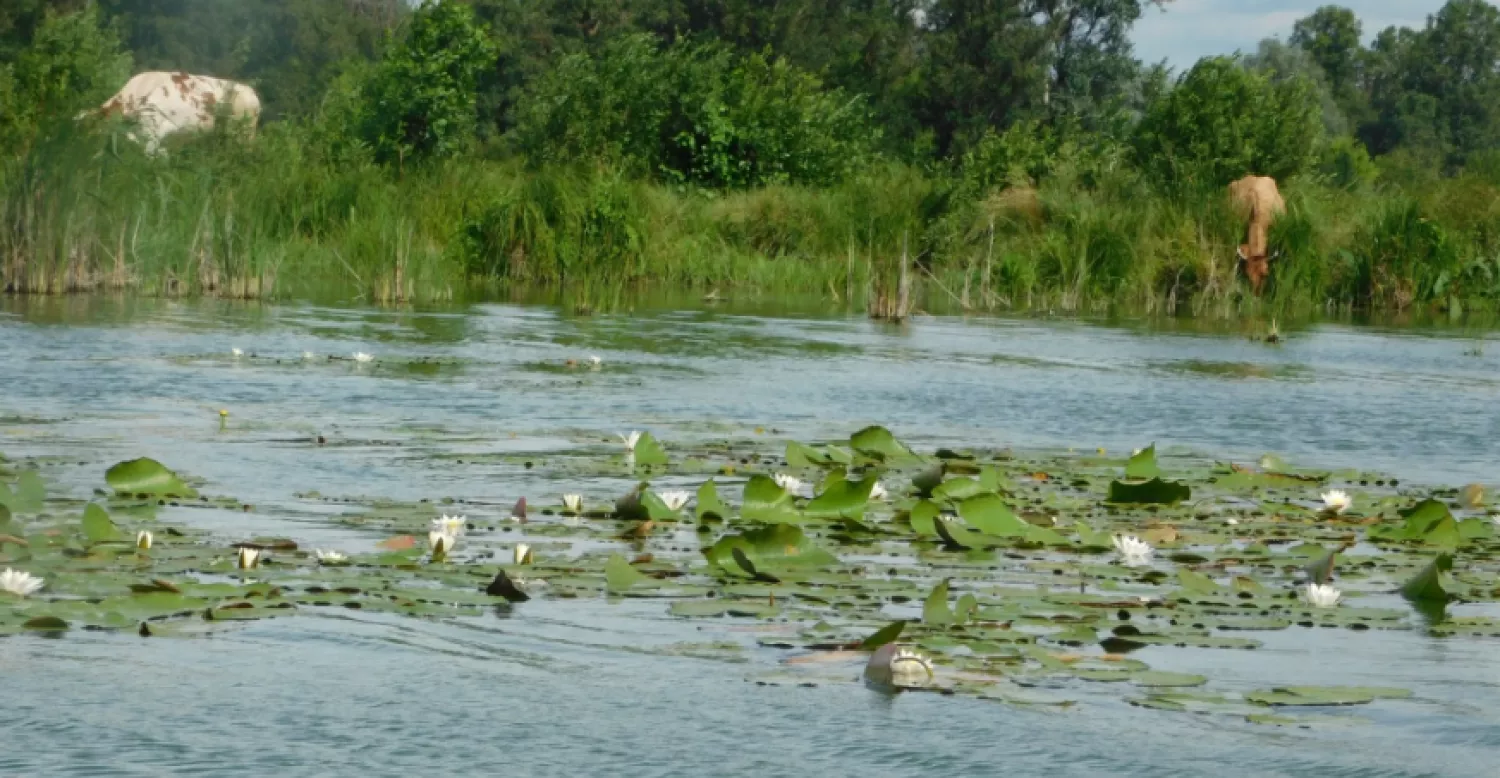 Плавні в Полтавській області. Фото для ілюстрації Гадяч.City.