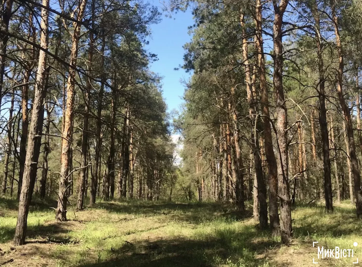 На Миколаївщині половина мисливських угідь безхозні/ фото для ілюстрації з архіву