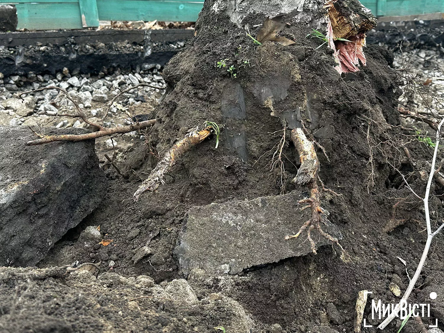 Підрядник пошкодив коріння дерев біля Дому Юріцина в Миколаєві, фото НикВести