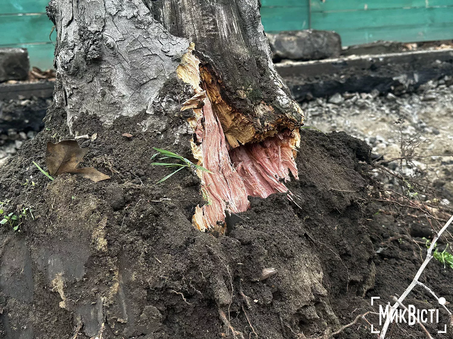 Пірядник пошкодив коріння дерев біля Дому Юріцина, фото НикВести