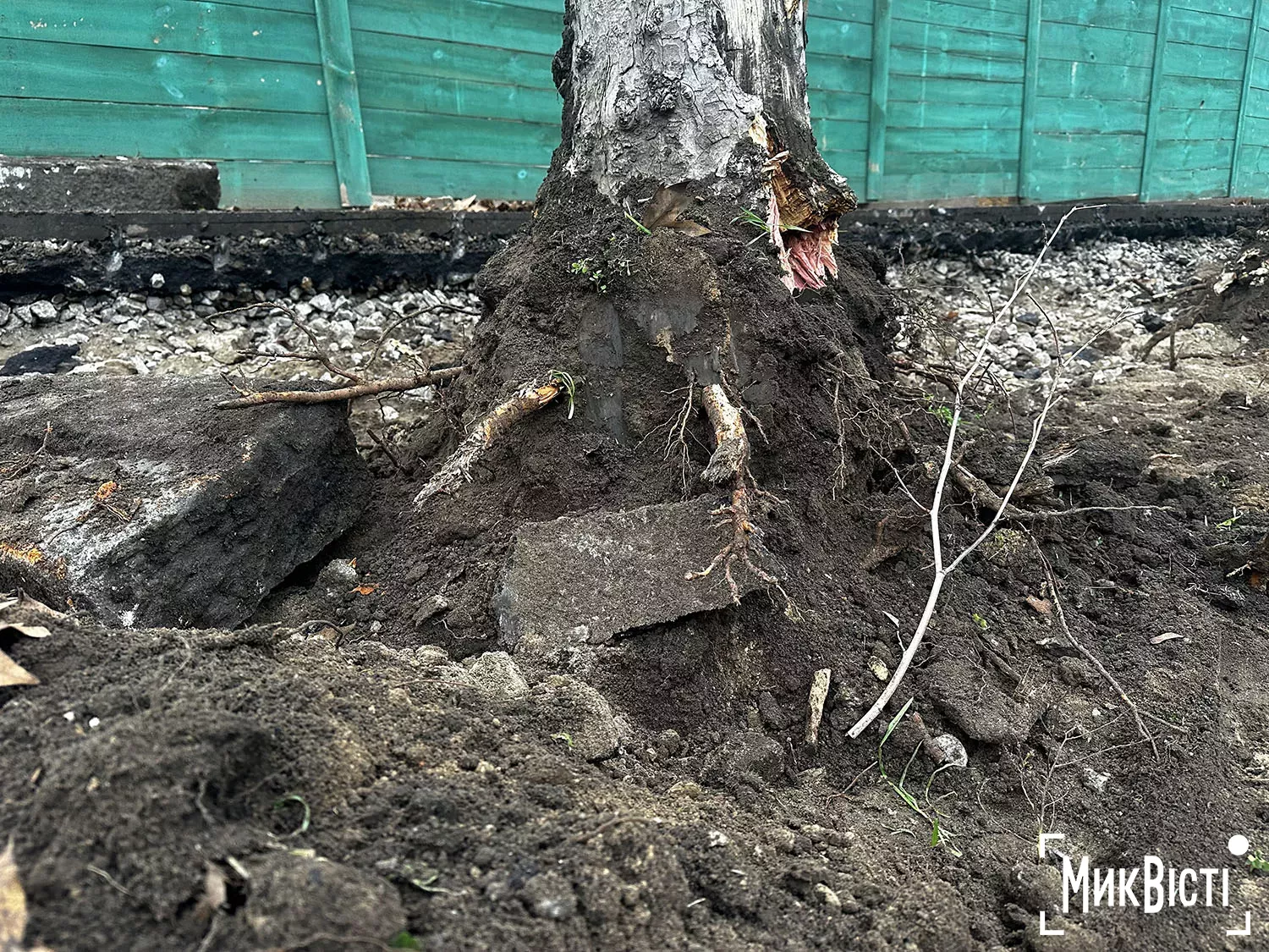 Підрядник пошкодив коріння дерев біля Дому Юріцина в Миколаєві, фото НикВести
