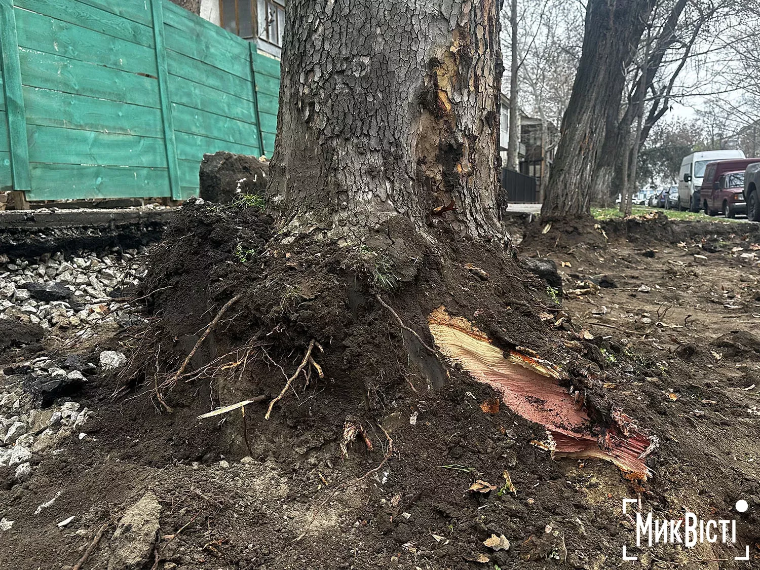 Підрядник пошкодив коріння дерев біля Дому Юріцина в Миколаєві, фото НикВести