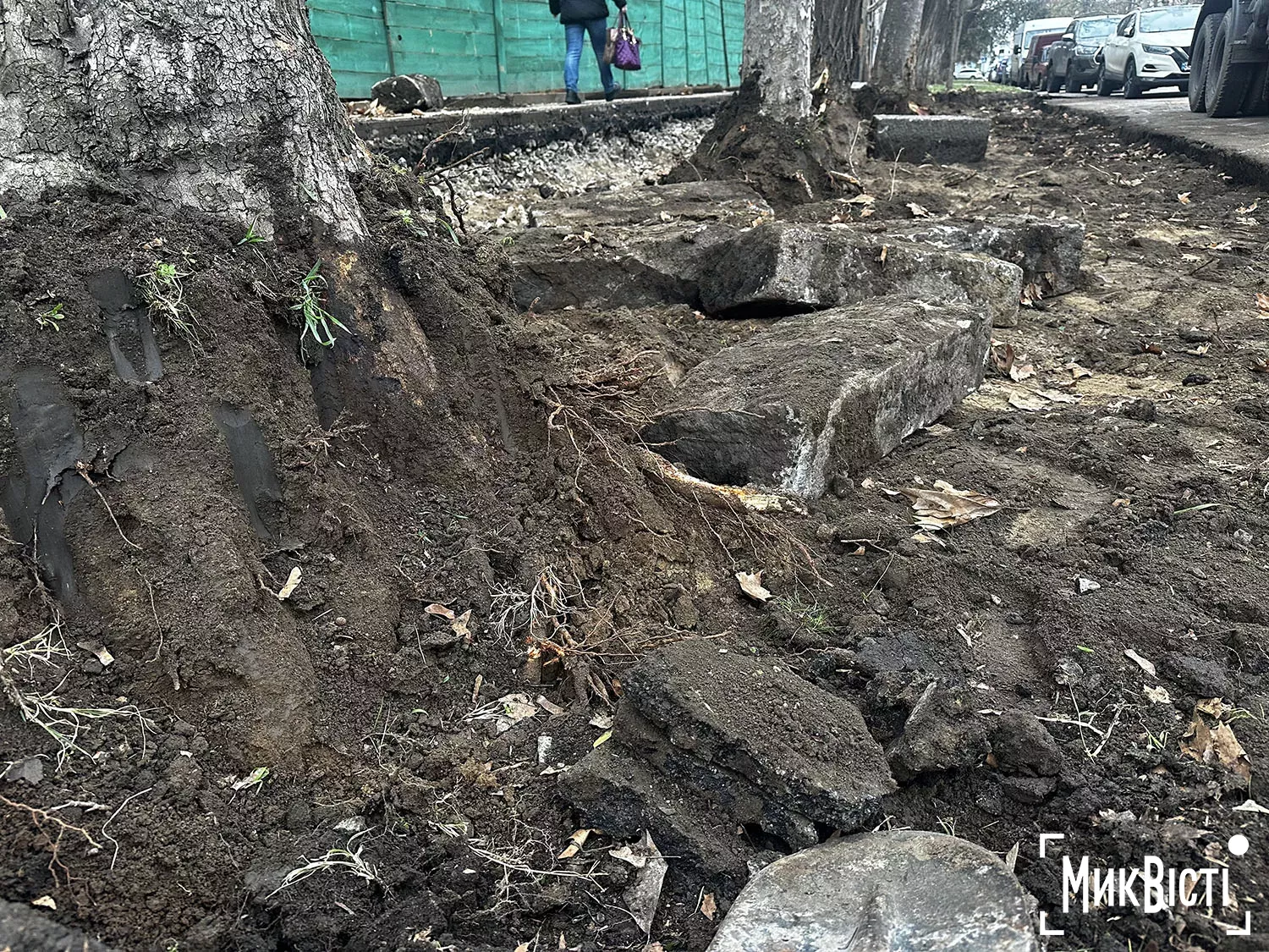 Підрядник пошкодив коріння дерев біля Дому Юріцина в Миколаєві, фото НикВести