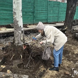 Підрядник пошкодив коріння дерев біля Дому Юріцина в Миколаєві. Фото: «НикВести»