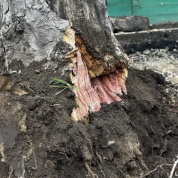 Підрядник пошкодив коріння дерев біля Дому Юріцина в Миколаєві. Фото: «НикВести»