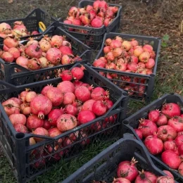 Фермери Миколаївщини зібрали врожай гранатів. Фото: jagodnik.info